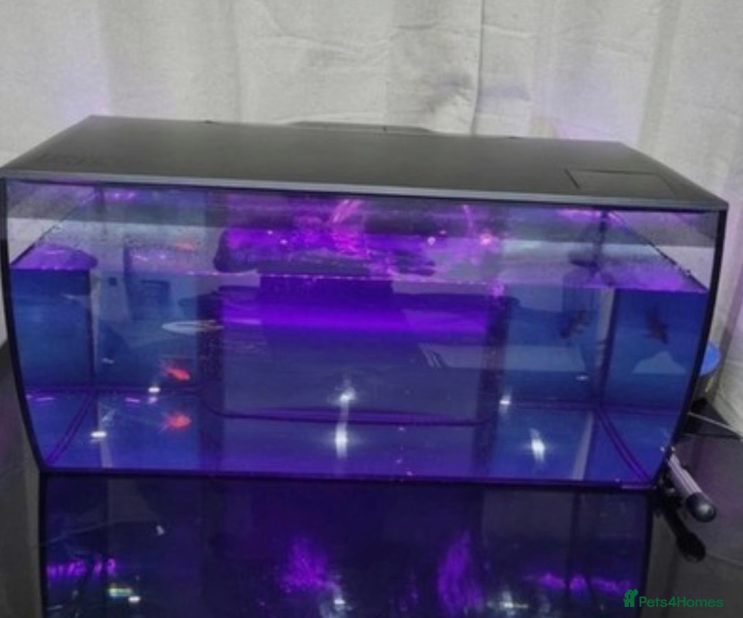 Other/Mixed Breed fish for sale: Fluval Fish Tank 123L - Image 1