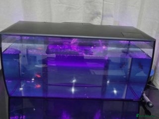 Other/Mixed Breed fish - Advert 7