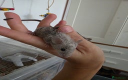 Mouse rodents for sale: 3 girls and 5 boys - Image 4