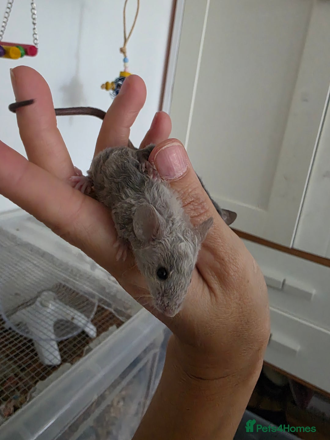 Mouse rodents for sale: 3 girls and 5 boys - Image 4