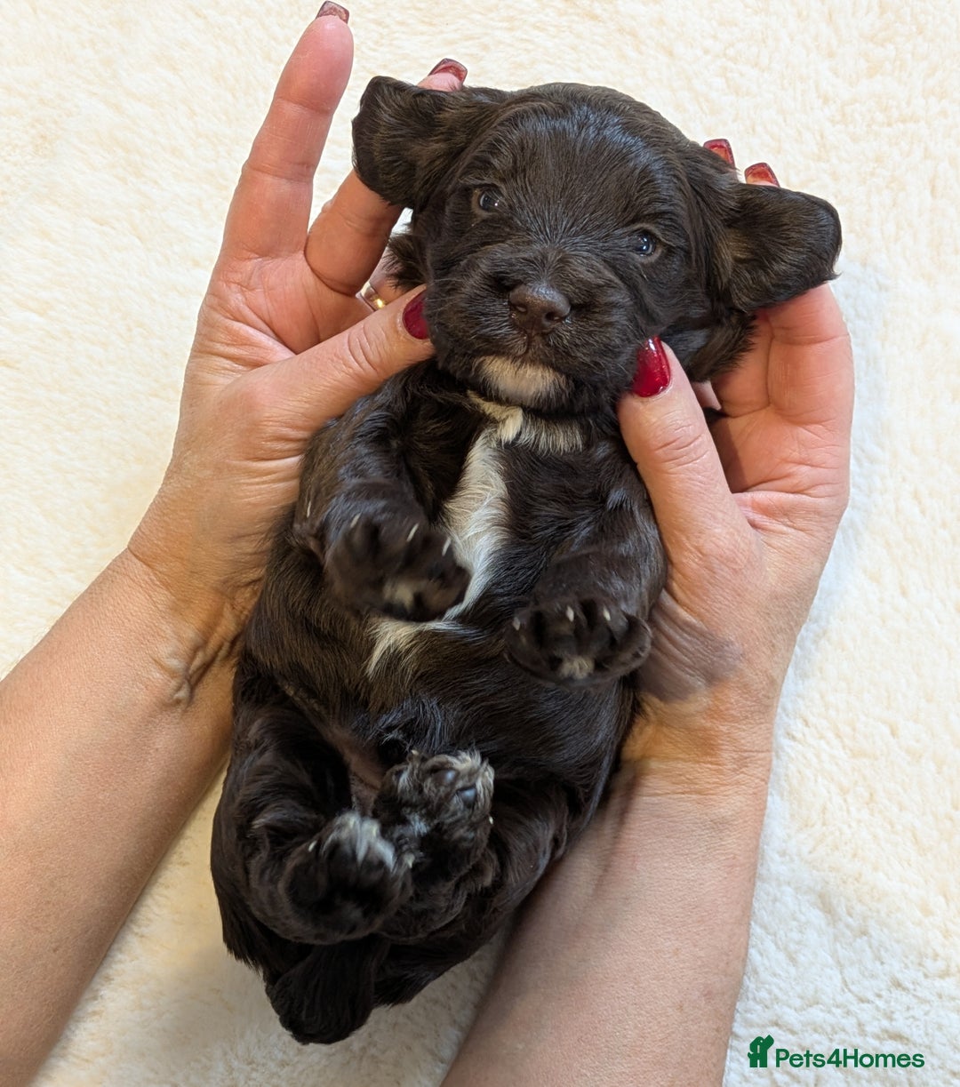 Cockapoo dogs for sale: F1 Cockapoo Chocolate Puppies - Image 10