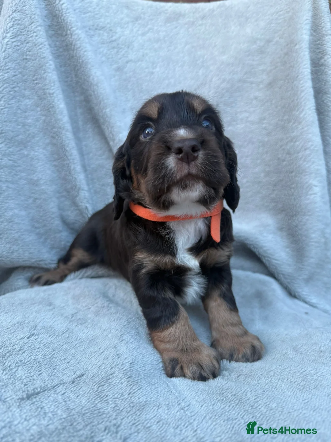 Sprocker dogs for sale: 4x perfect little pup in Polegate - Advert 1