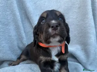 Sprocker dogs 4x perfect little pup - Advert 2
