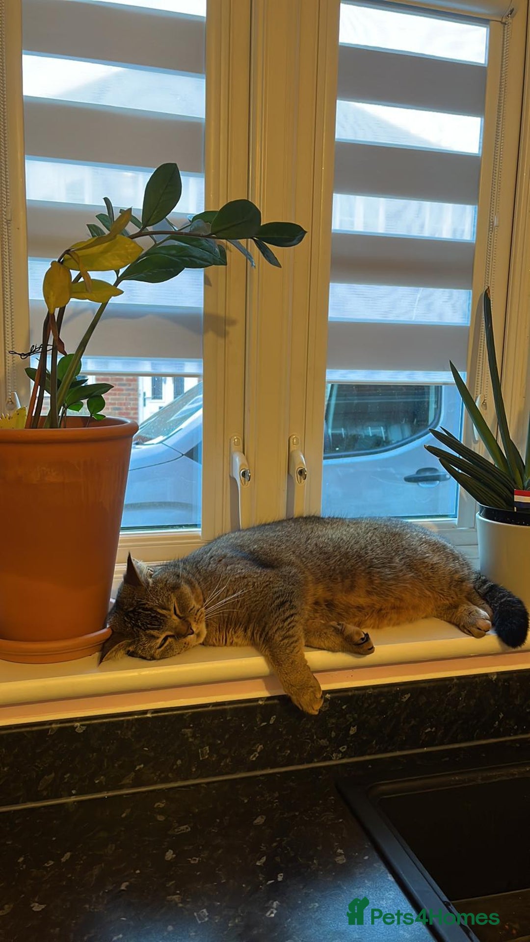 Scottish Fold cats for sale: Douglas - Scottish Straight - Advert 3