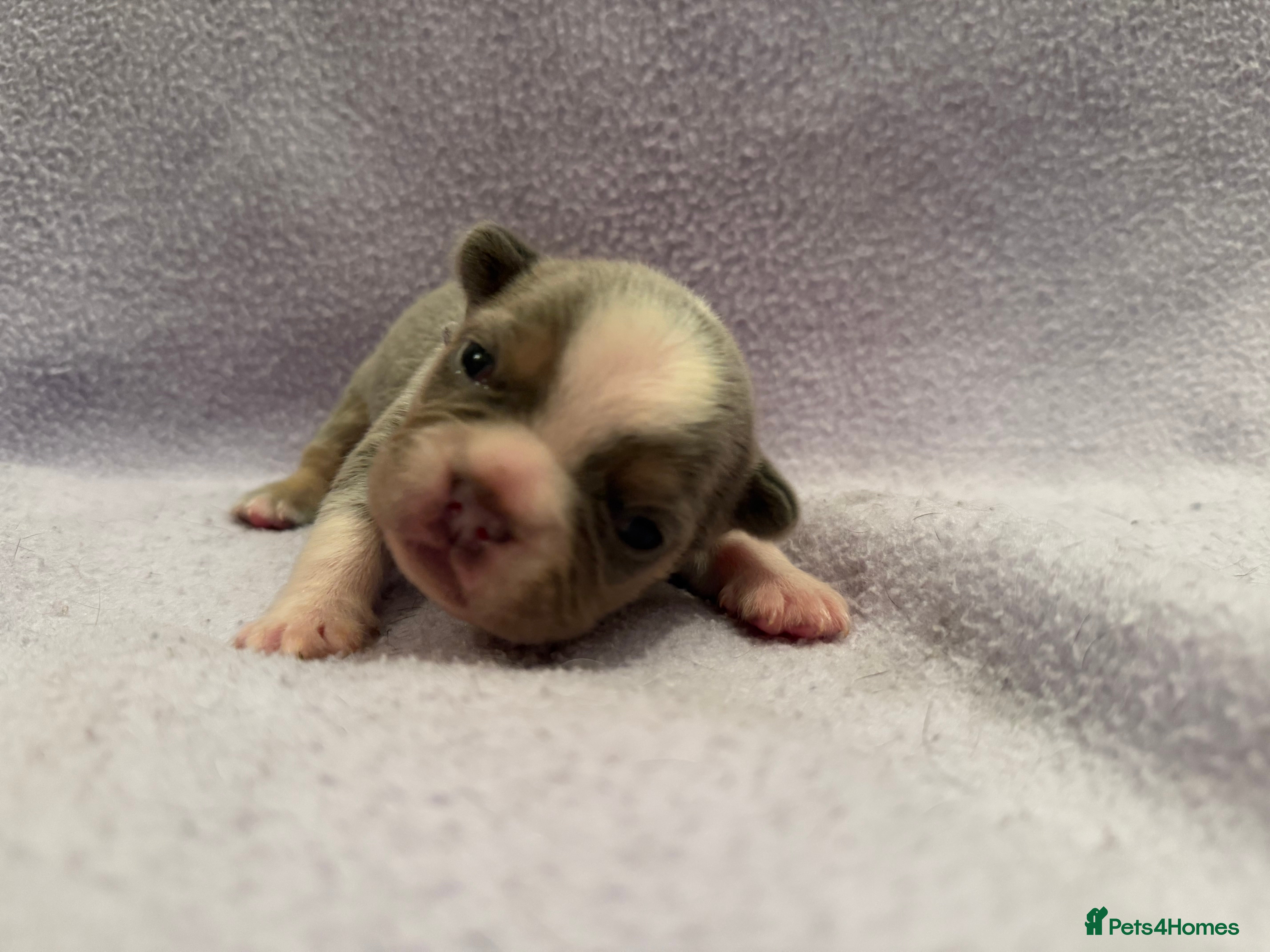 French Bulldog dogs 8 Beautiful KC reg French Bulldog puppies - Advert 14