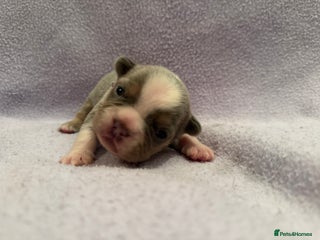 French Bulldog dogs 8 Beautiful KC reg French Bulldog puppies - Advert 15