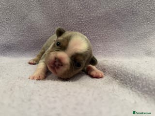 French Bulldog dogs 6 LEFT Beautiful KC reg French Bulldog puppies - Advert 4