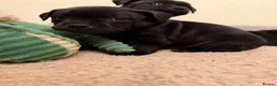Staffordshire Bull Terrier dogs for sale: Chunky KC Registered Staffordshire Puppies - Advert 10