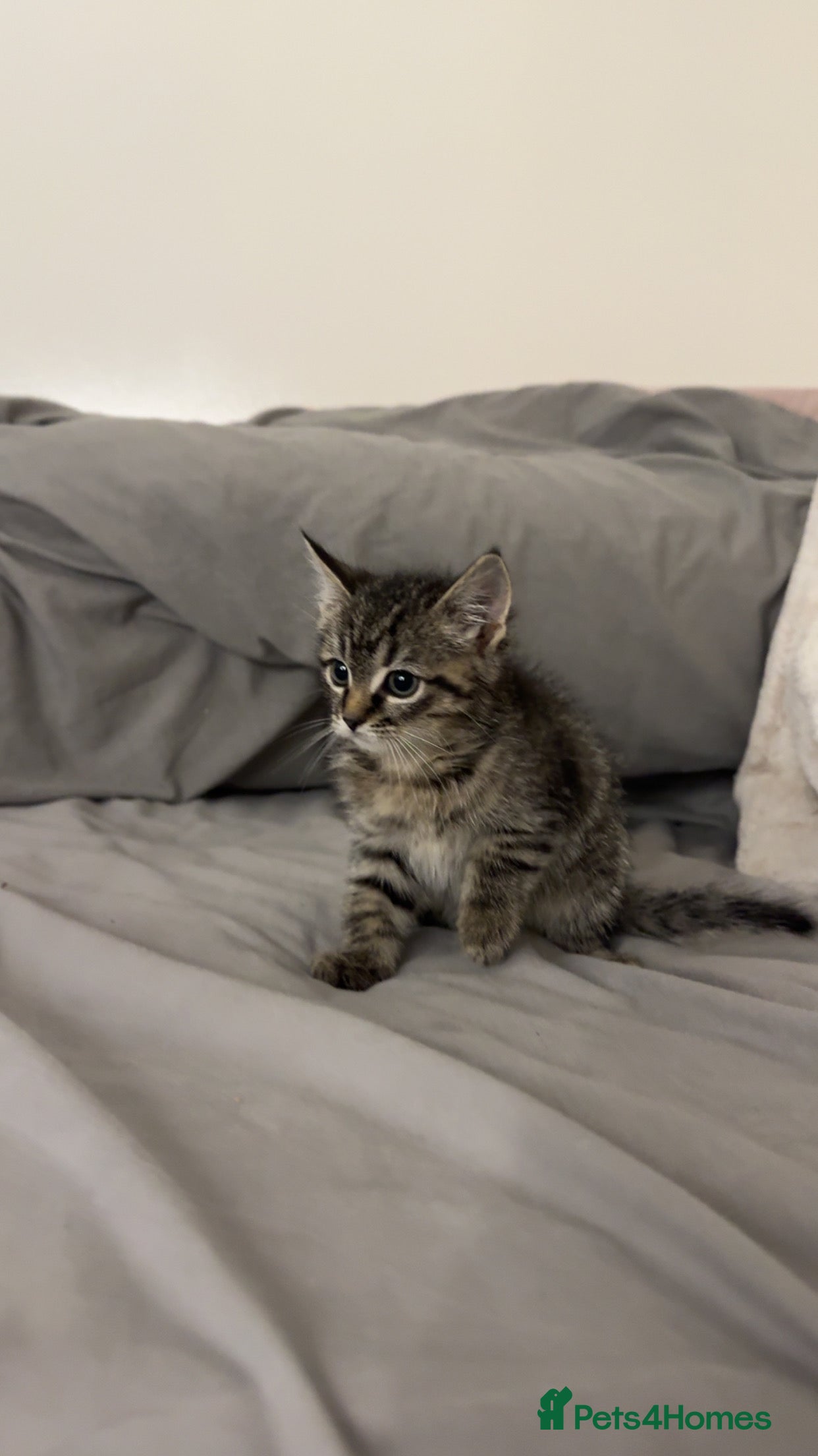 Ragdoll cats Taddy mixed with ragdoll for sale  - Advert 6