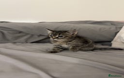 Ragdoll cats for sale: Tabby mixed with ragdoll for sale  - Image 2