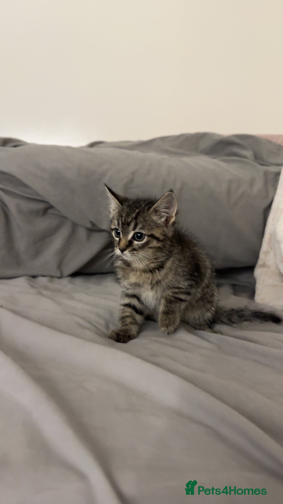 Ragdoll cats for sale: Tabby mixed with ragdoll for sale  - Image 2