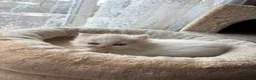 Exotic cats for sale: Exotic Persian  kittens - Advert 11