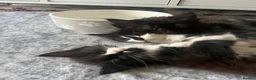 Maine Coon cats for sale: Maine Coon Kittens  - Advert 5