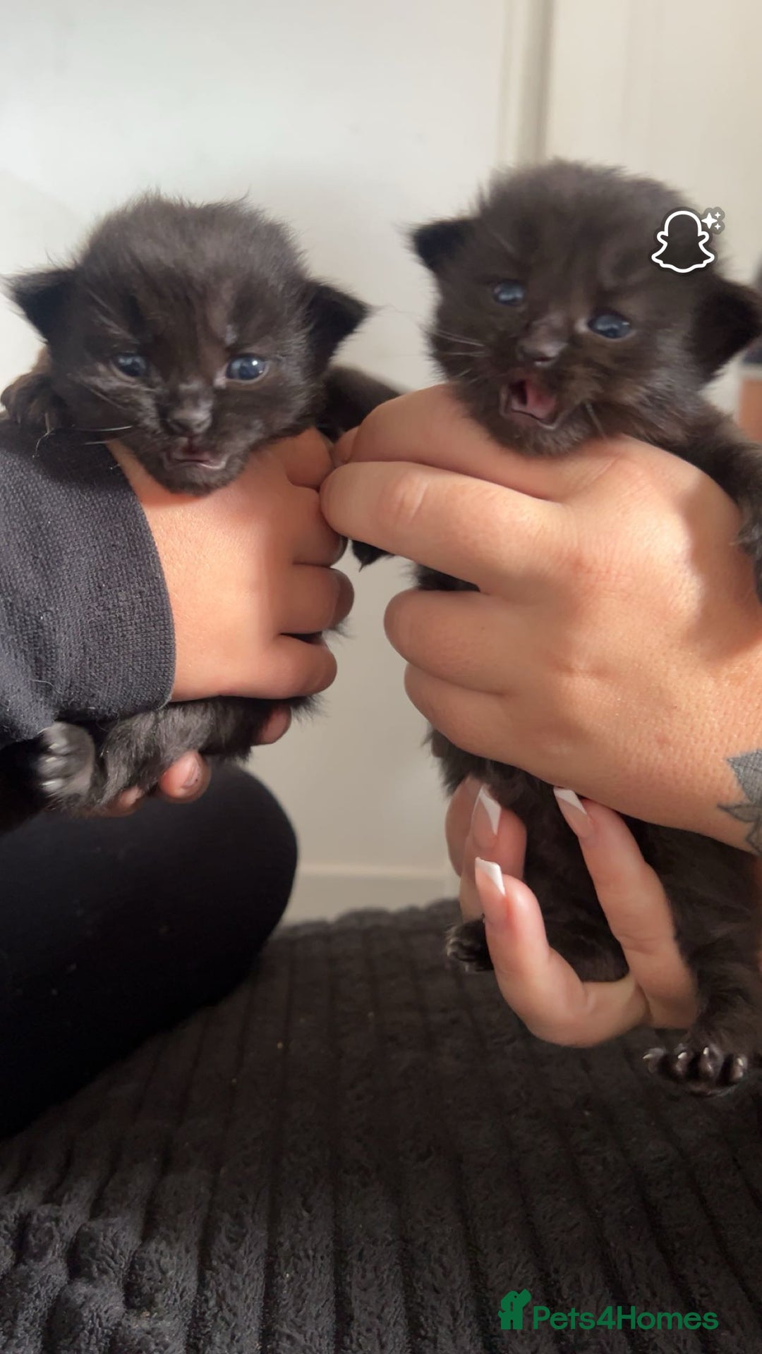 Ragdoll cats for sale: Ragdoll kittens  - Image 5