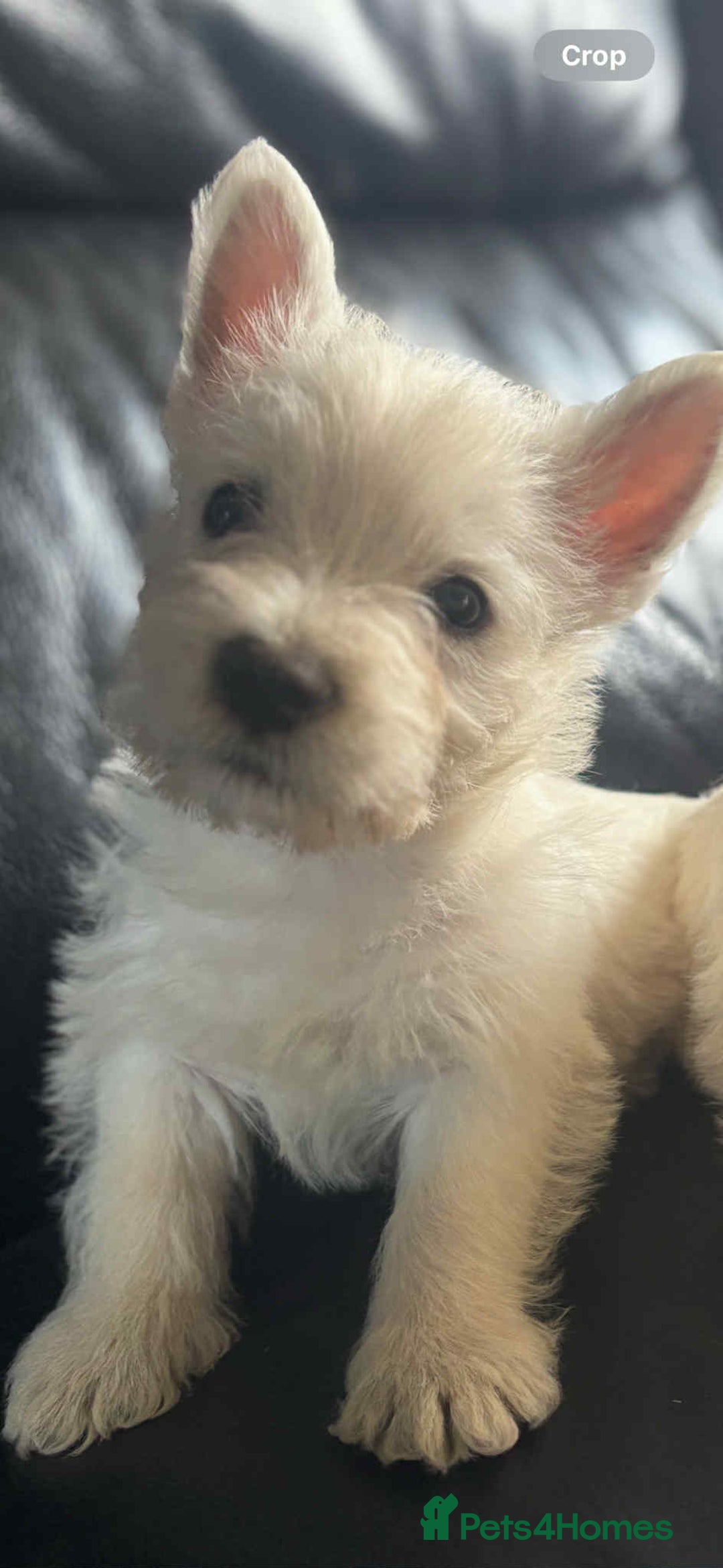 West Highland Terrier dogs for sale: West Highland Terrier Puppies - Image 11