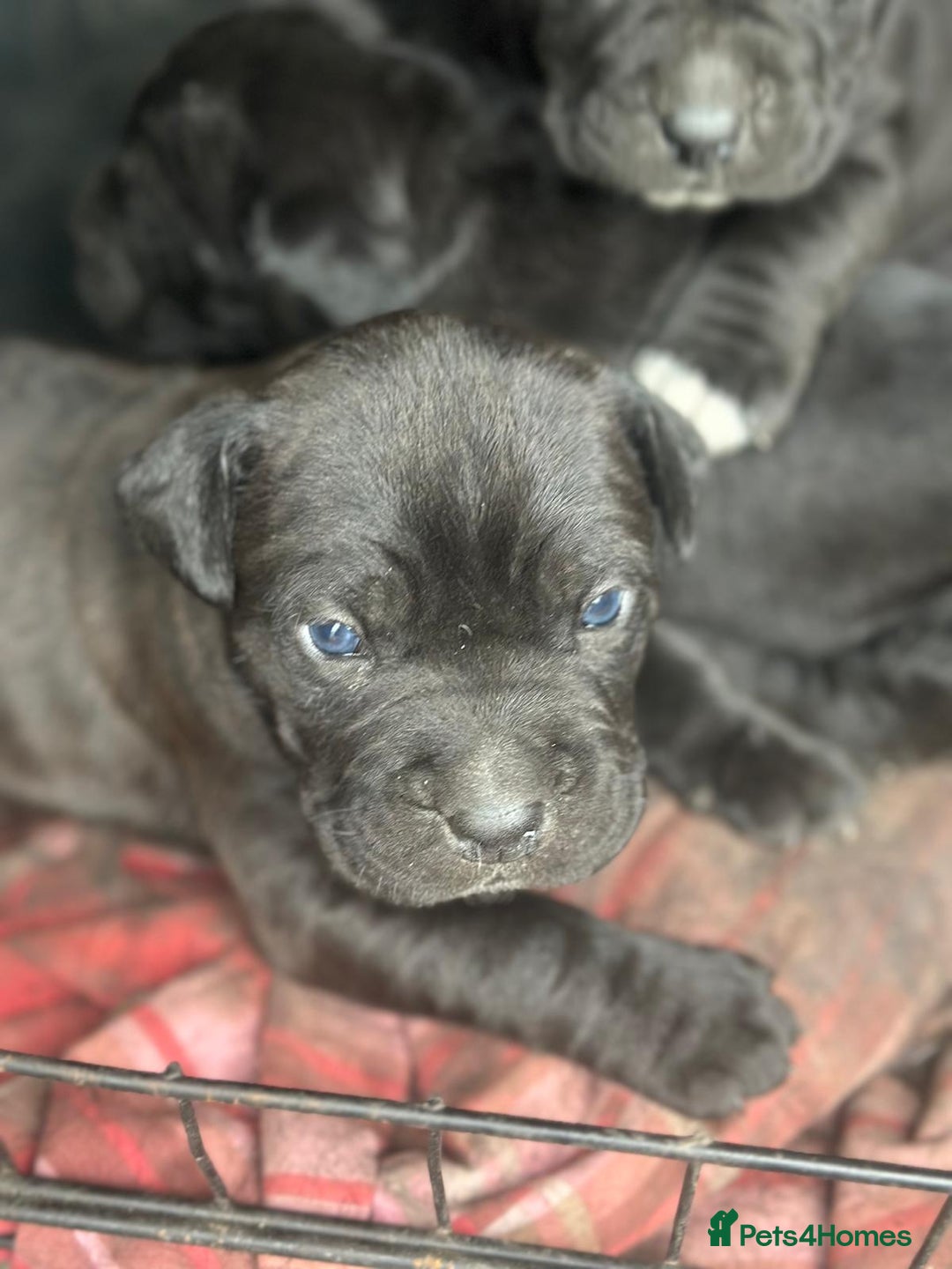 Cane Corso dogs for sale:  CANE CORSO Family Guardians  Loyal friends - Advert 4