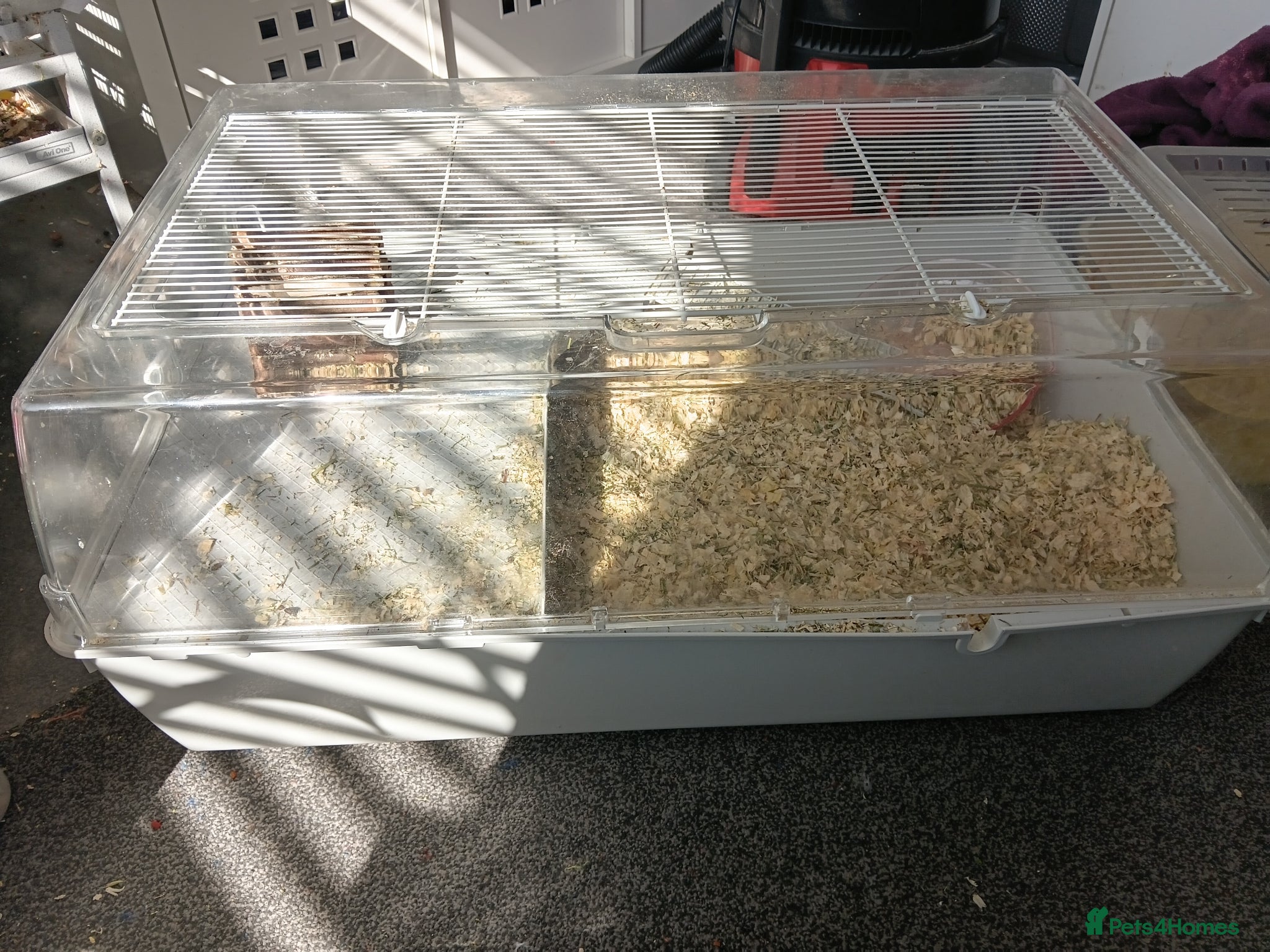 Gerbil rodents Gerbil and cage asap - Advert 4