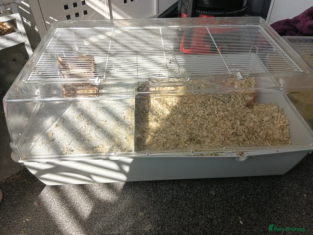 Gerbil rodents for sale: Gerbil and cage asap - Advert 1