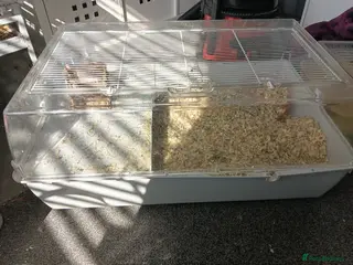 Gerbil rodents Gerbil and cage asap - Advert 1