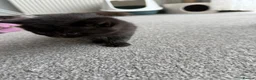 British Shorthair cats for sale: We have 4 little kittens looking for a new home - Advert 3
