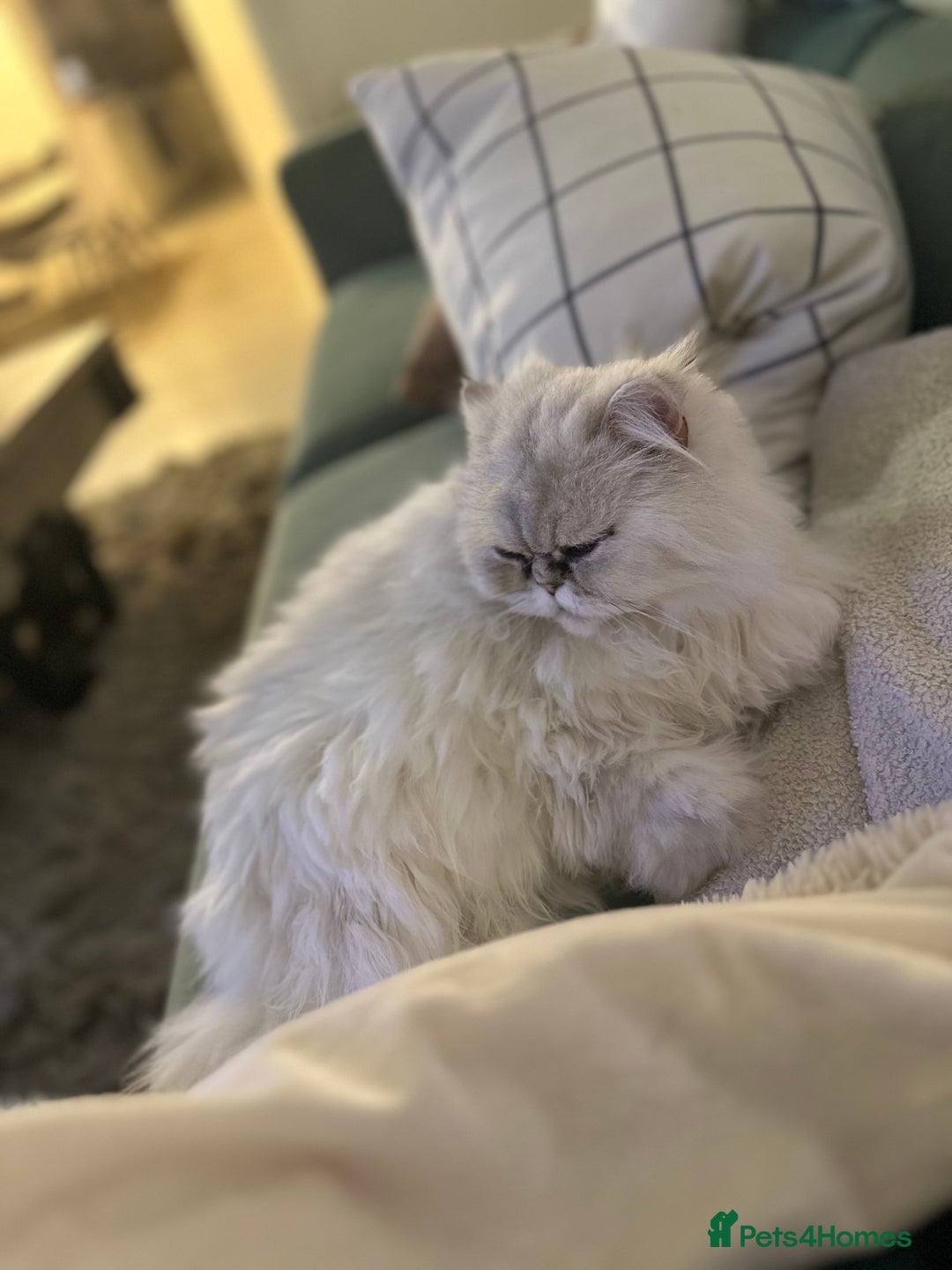 Persian cats for sale: Persian chinchilla cats - Advert 5