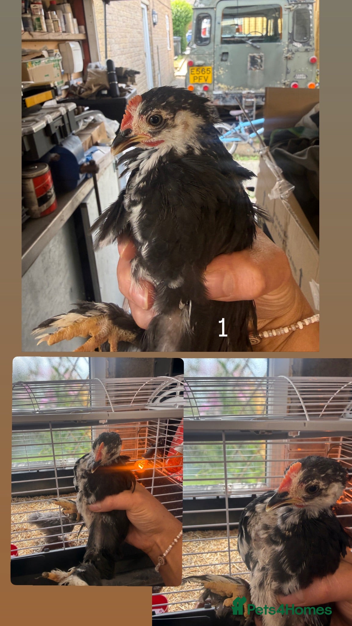 Chickens poultry Cockerels for sale  - Advert 1