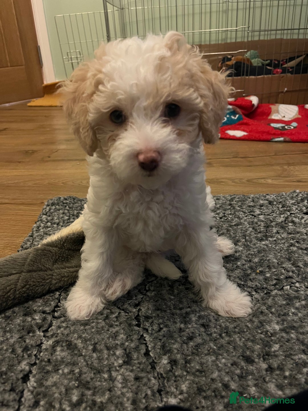 Mixed Breed dogs for sale: Male Maltipoo X Cavapoo - Image 1