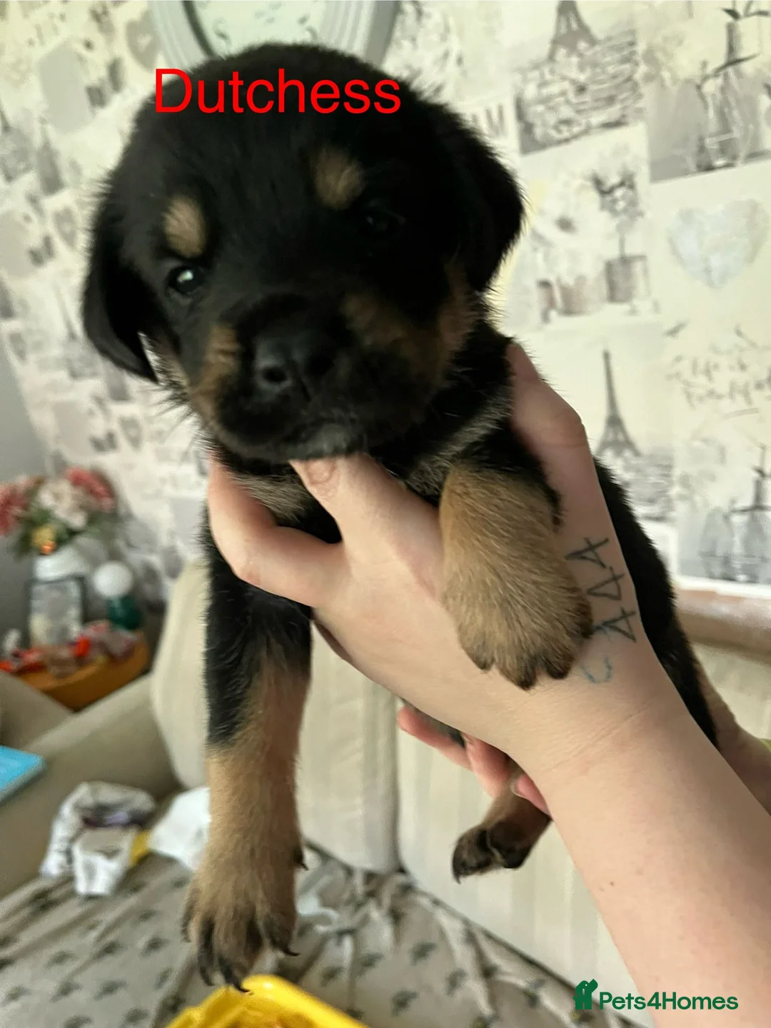 Mixed Breed dogs for sale: Rottweiler puppies  - Advert 6