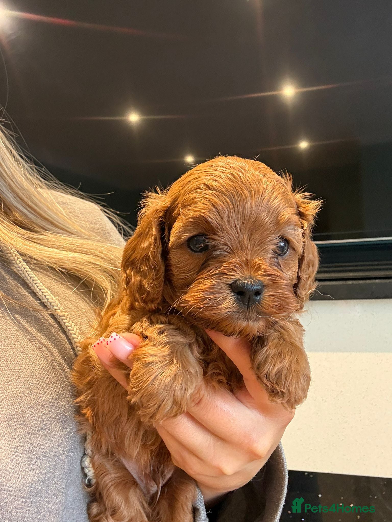 Cavapoo dogs F1 cavapoo  1 boy Available - Advert 1
