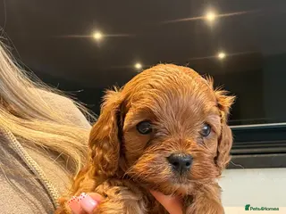 Cavapoo dogs F1 cavapoo 1 boy Available - Advert 1