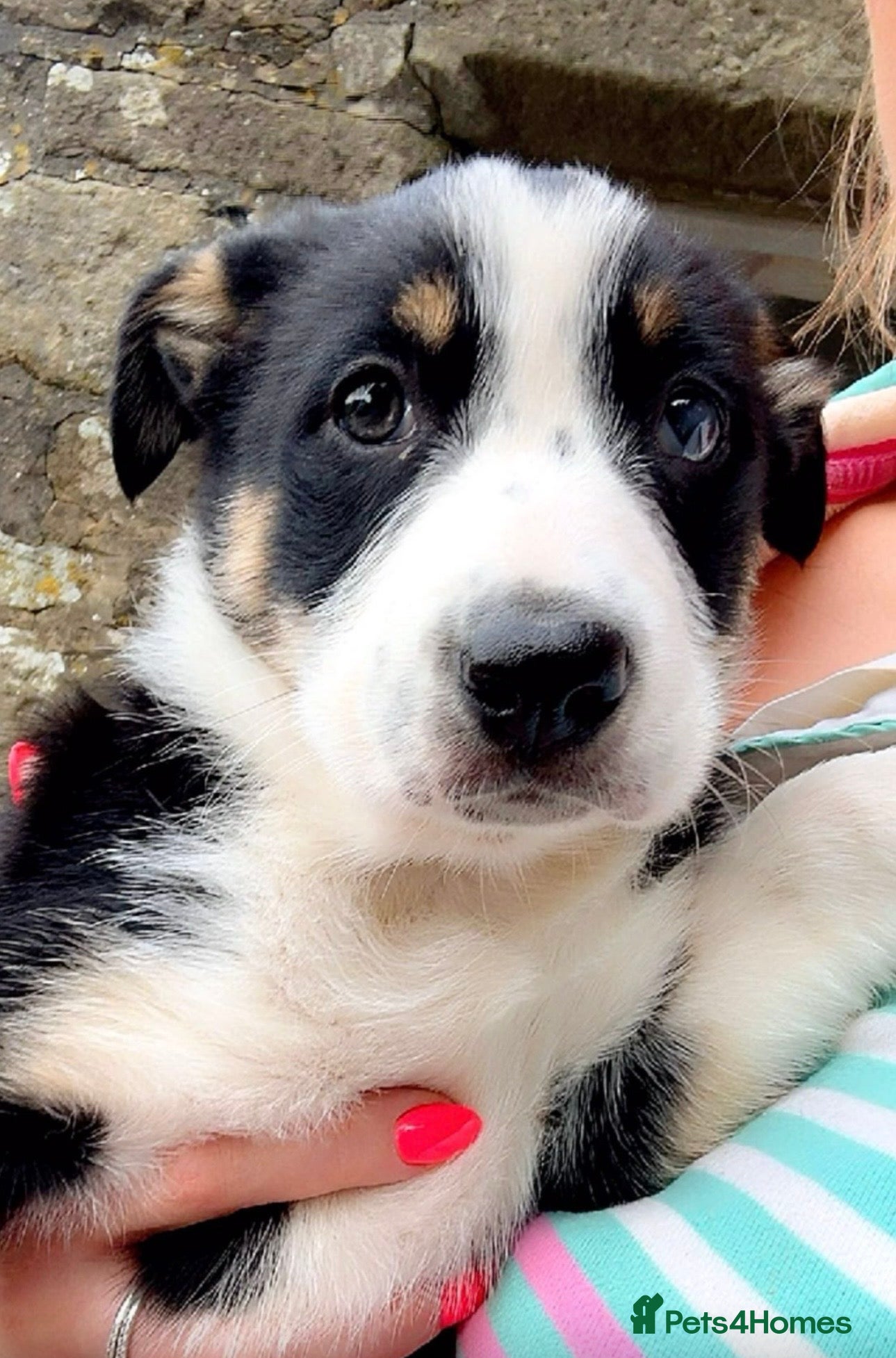 Border Collie dogs Tri coloured border collie pups  - Advert 1