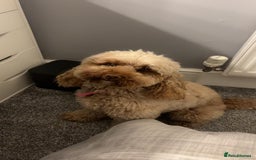 Cockapoo dogs for sale: Loving 3 year old Cockapoo Luna. - Image 2