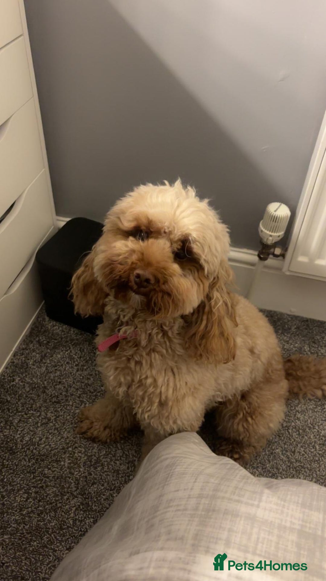 Cockapoo dogs for sale: Loving 3 year old Cockapoo Luna. - Image 2