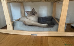 Ragdoll cats for sale: Lenny - rehoming - Image 3