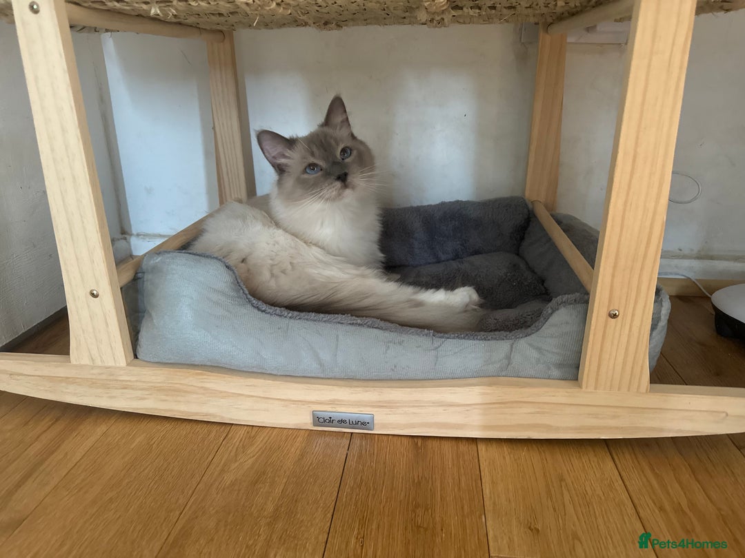 Ragdoll cats for sale: Lenny - rehoming - Image 3