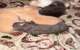 British Shorthair cats for sale: British shorthair kittens a rainbow of colours 😍 - Image 15