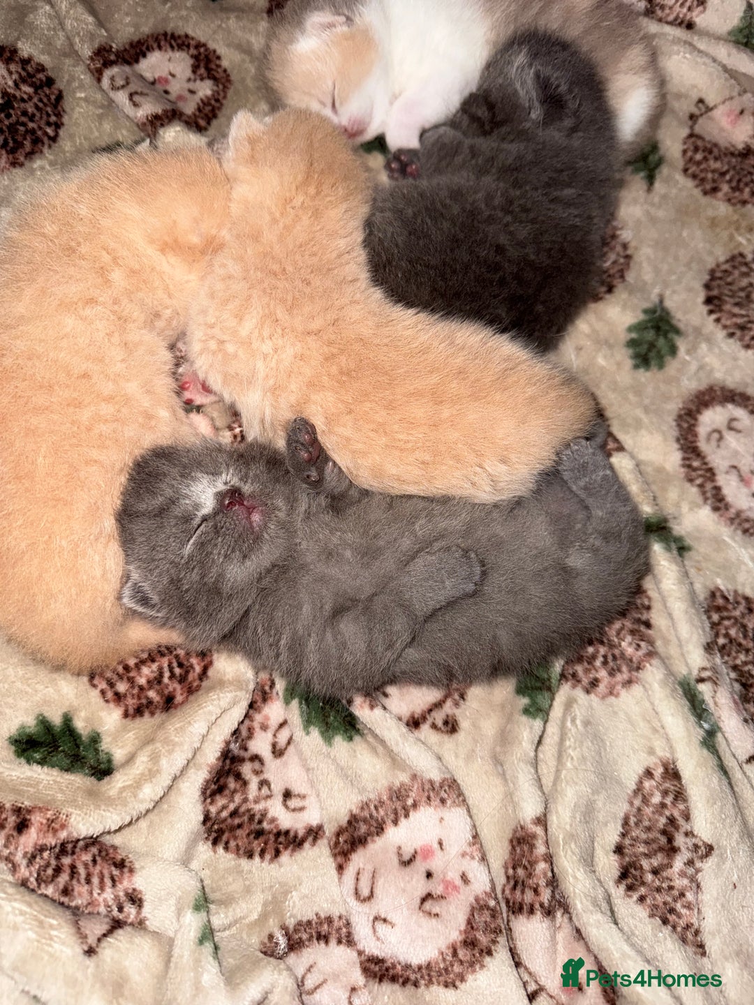 British Shorthair cats for sale: British shorthair kittens a rainbow of colours 😍 - Image 15