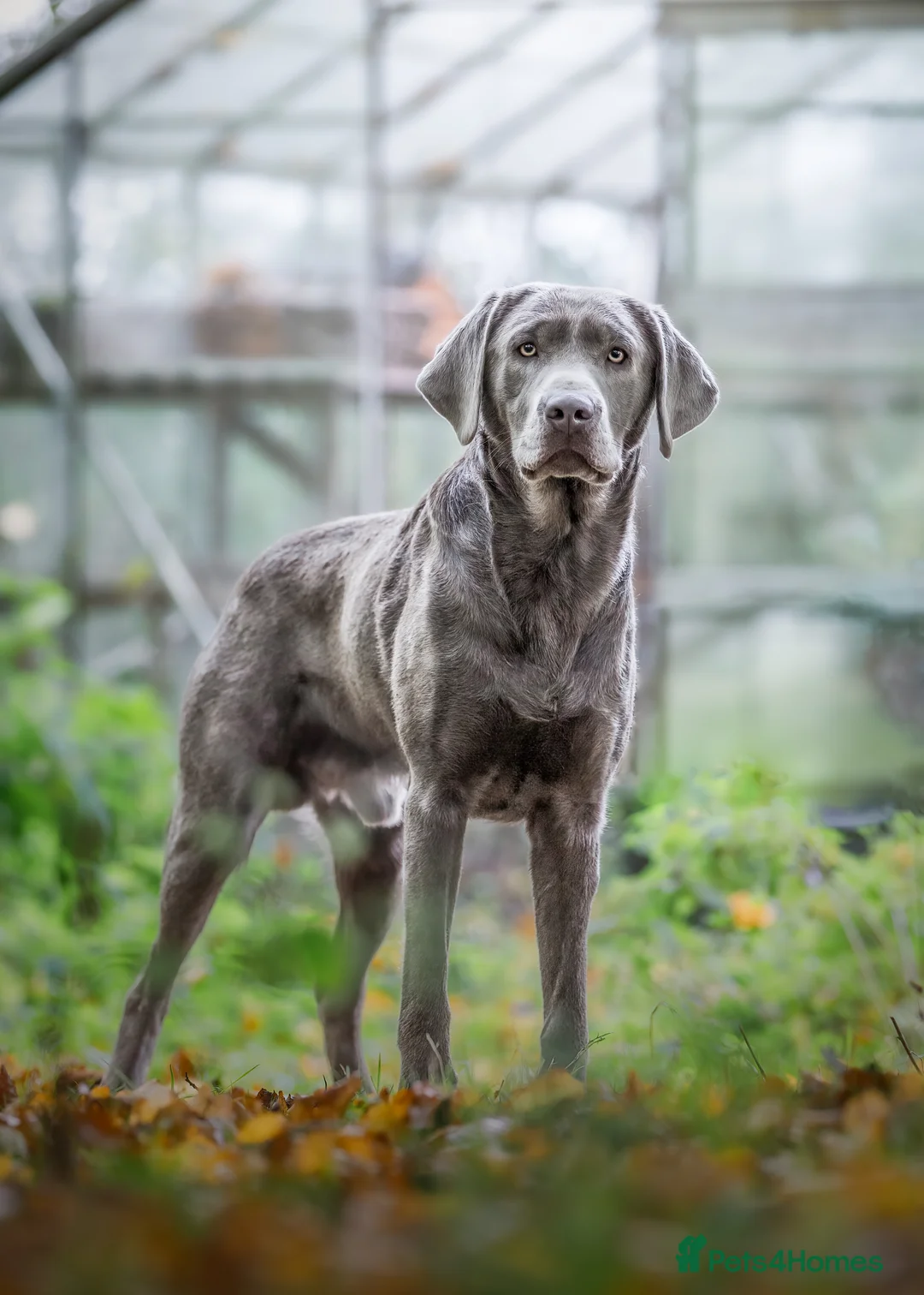 Labrador Retriever dogs for stud: Perfect Well Proven Health Tested Silver Stud in Appleby-in-Westmorland - Advert 2