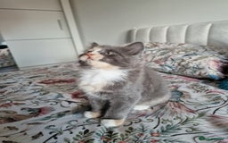 British Shorthair cats for sale: Half British Shorthair half fluffy  - Image 1