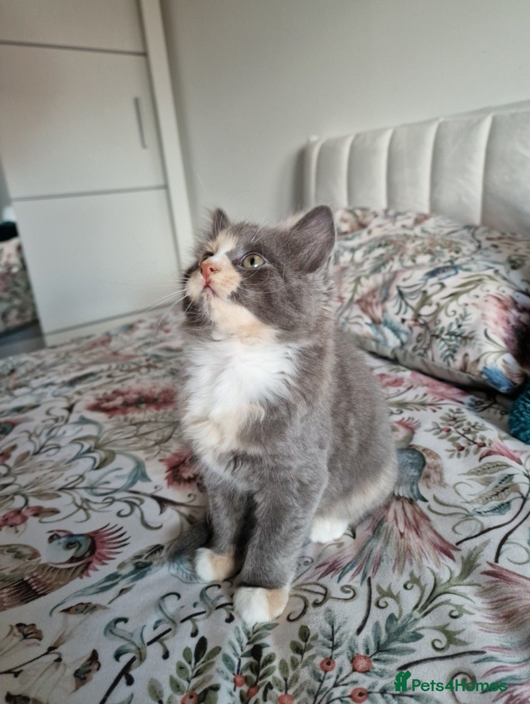 British Shorthair cats for sale: Half British Shorthair half fluffy  - Image 1