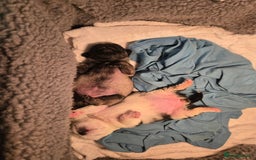 Pug dogs for sale: 1 female panda pug  - Image 1
