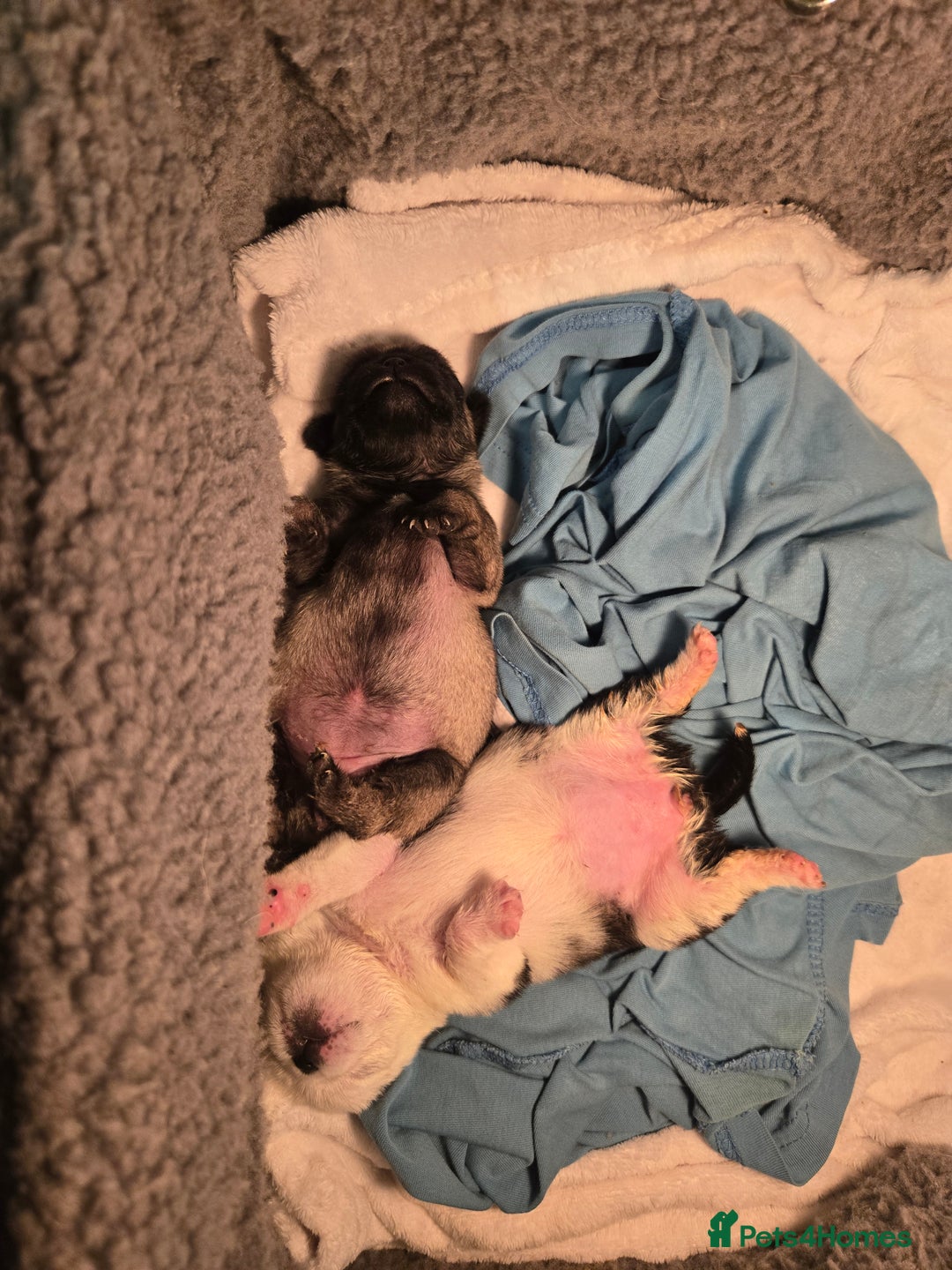 Pug dogs for sale: 1 female panda pug  - Image 1