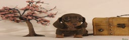 Dachshund dogs for sale: 🌿 Ultimate Miniature Dachshunds 🌿 - Advert 4