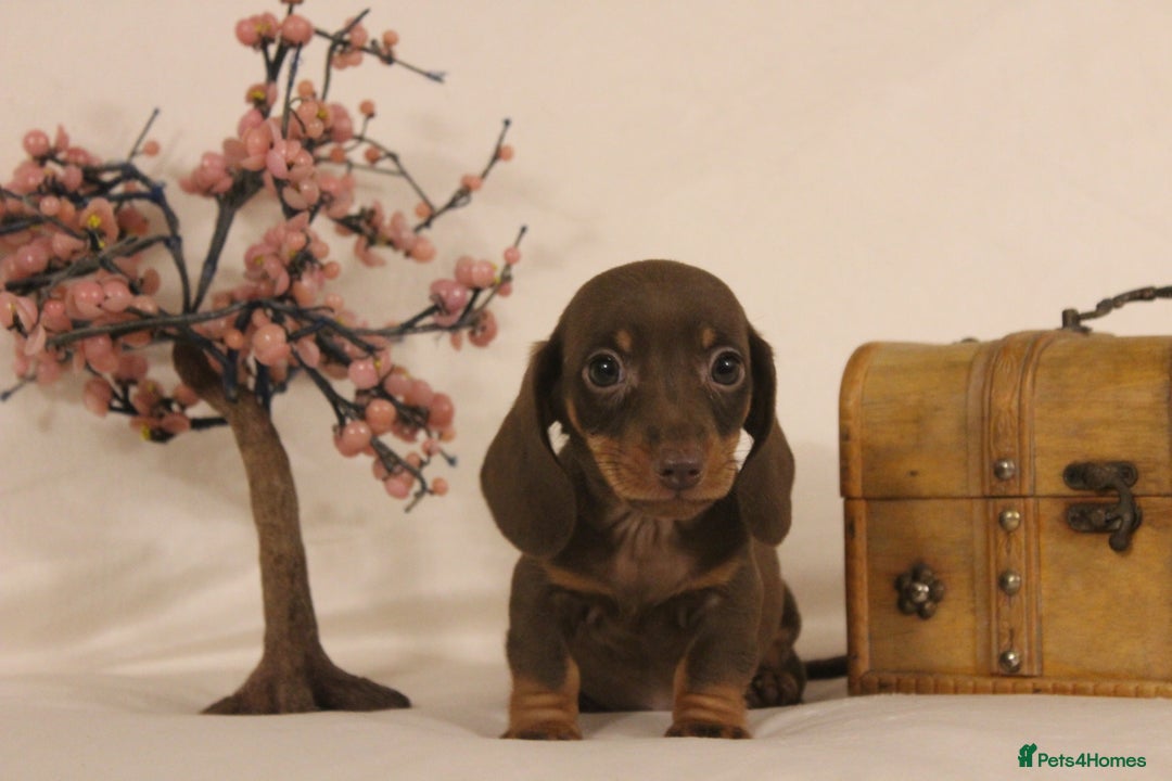 Dachshund dogs for sale: 🌿 Ultimate Miniature Dachshunds 🌿 - Advert 4
