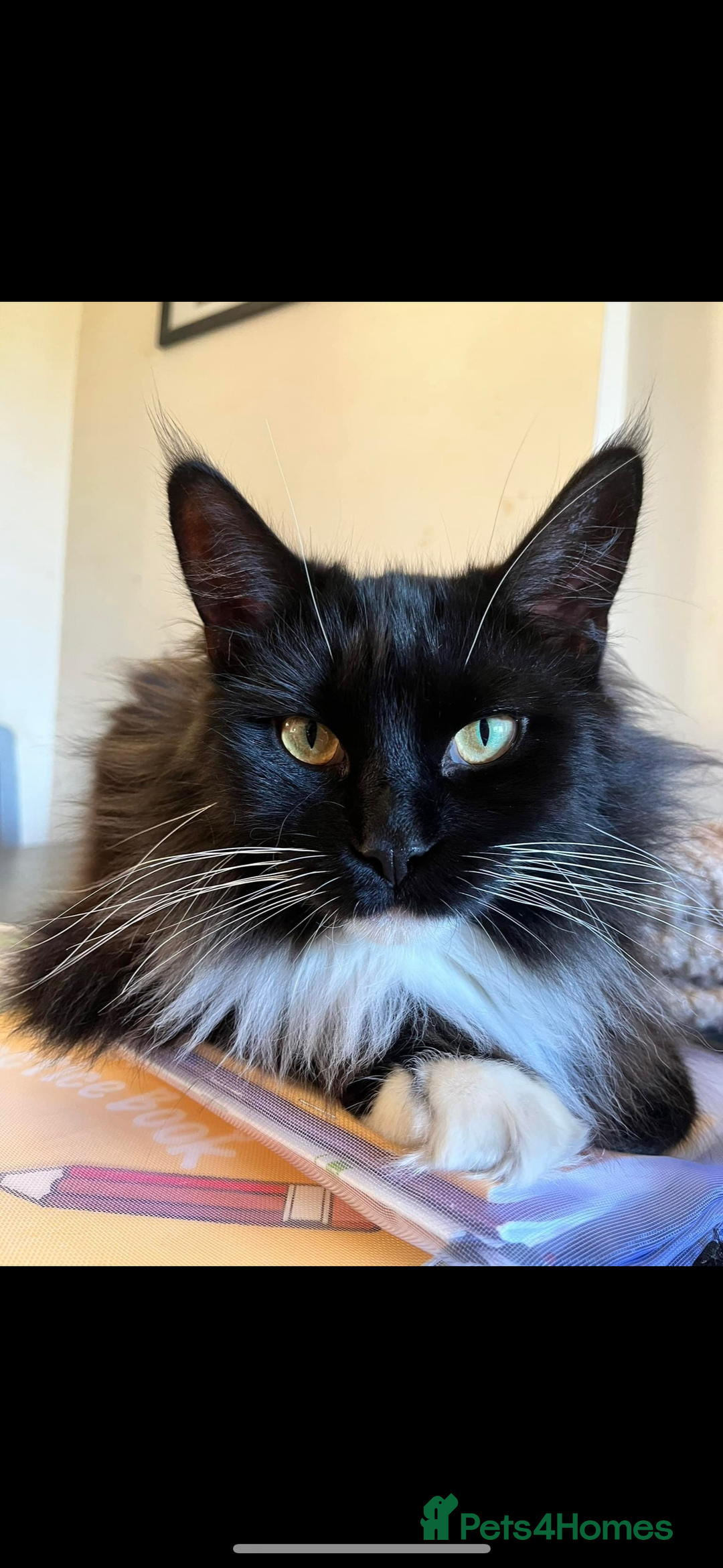 Maine Coon cats for sale: Tuxedo Female Maine Coon available - Advert 2