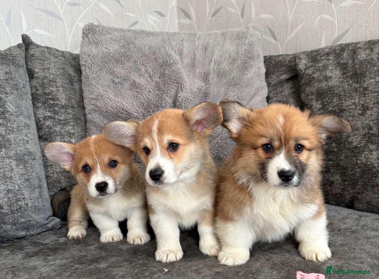 Welsh Corgi Pembroke dogs for sale: KC REGISTERED PEMBROKE CORGI PUPS - Advert 17