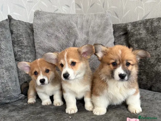 Welsh Corgi Pembroke dogs for sale: KC REGISTERED PEMBROKE CORGI PUPS - Advert 17
