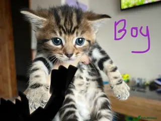 Mixed Breed cats Spiral tabby kittens 😍 - Advert 1