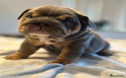 English Bulldog dogs for sale: Stunning KC Registered English Bulldog Puppies - Image 22