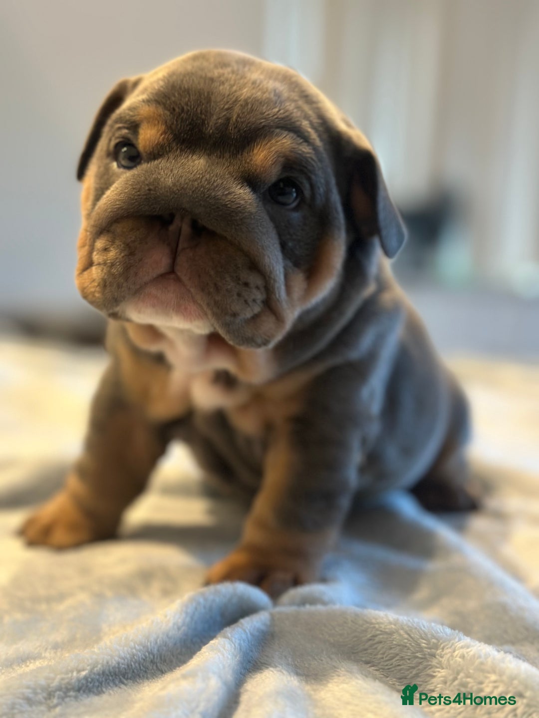 English Bulldog dogs for sale: Stunning KC Registered English Bulldog Puppies - Image 22